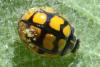 Oenopia lyncea